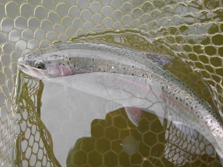 大安トラウトレイク 釣果